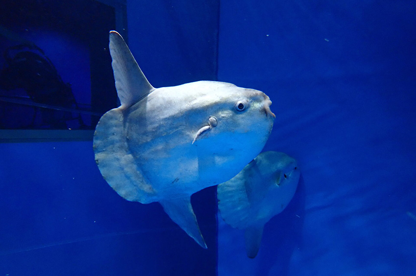 アクアワールド茨城県大洗水族館